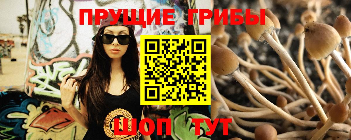 Псилоцибиновые грибы Cubensis Томск